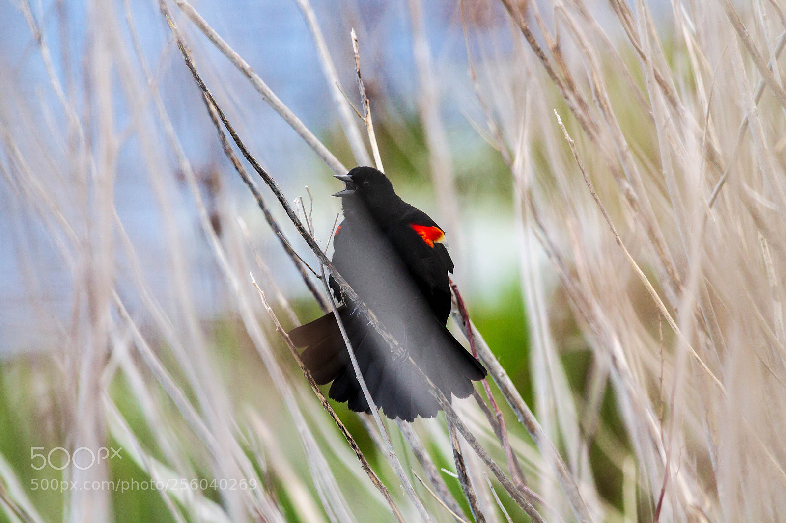 Canon EOS 1100D (EOS Rebel T3 / EOS Kiss X50) sample photo. Singing red wing blackbird photography