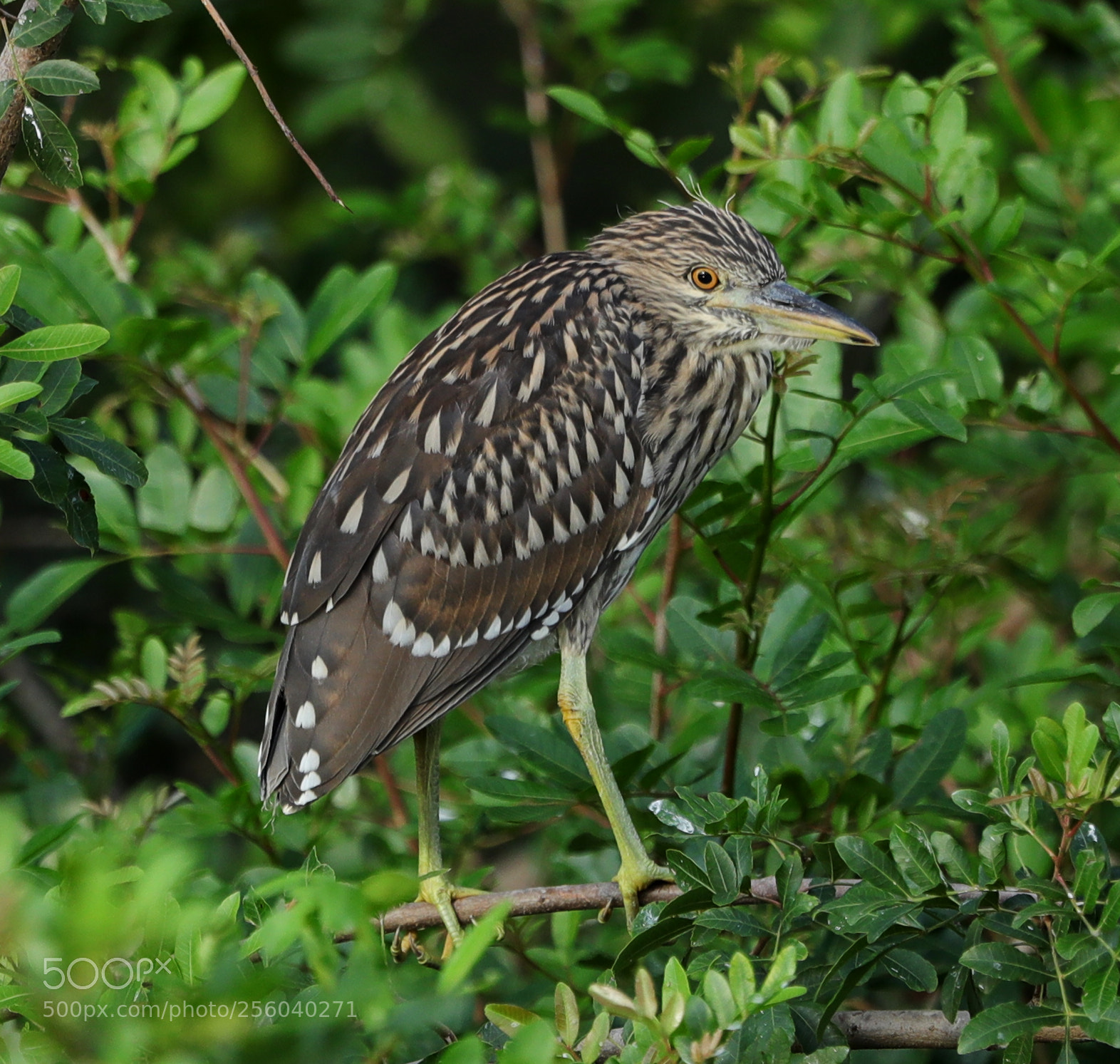Canon EOS-1D X Mark II sample photo. 05-01-18-0015556.jpg photography