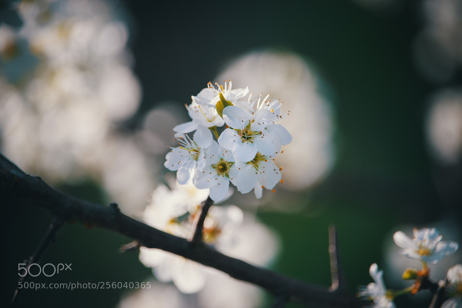 Canon EOS 600D (Rebel EOS T3i / EOS Kiss X5) sample photo. Cherry blossom photography