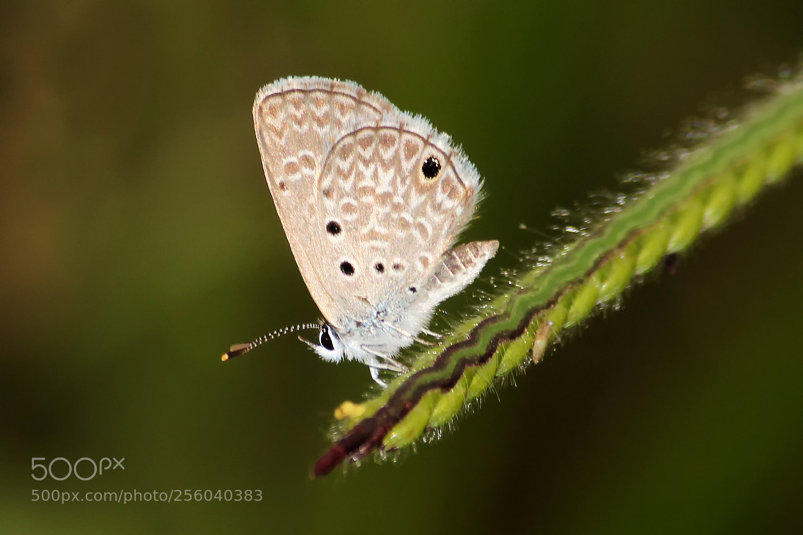Canon EOS 600D (Rebel EOS T3i / EOS Kiss X5) sample photo. Butterfly photography