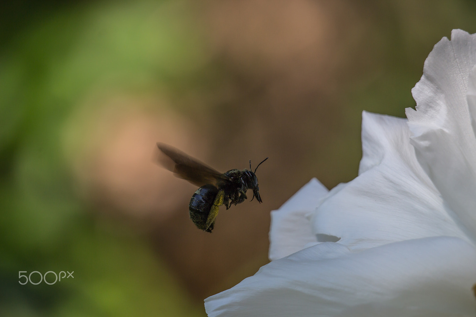 Canon EOS 700D (EOS Rebel T5i / EOS Kiss X7i) sample photo. Carpenter bee photography