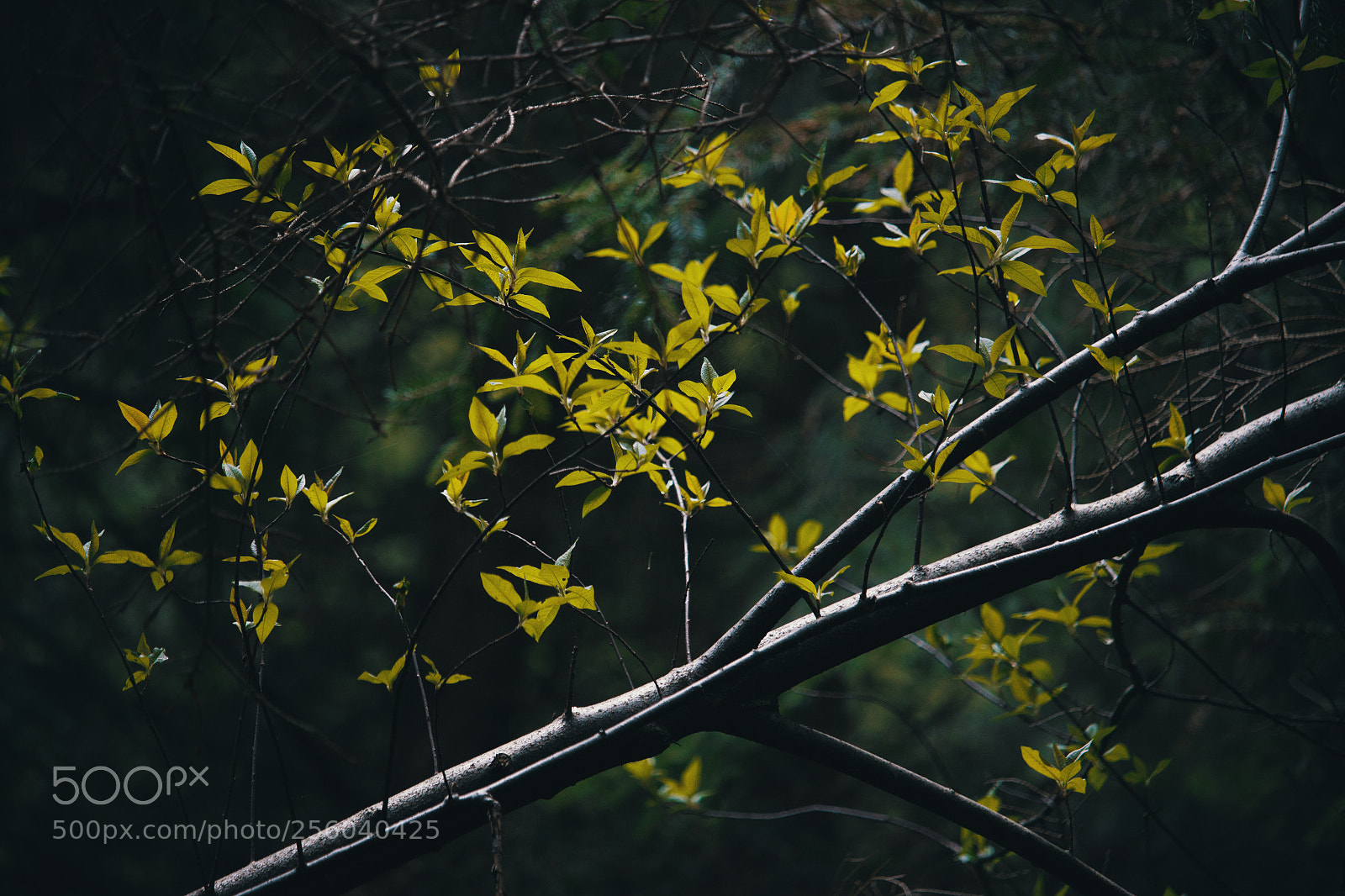 Canon EOS 600D (Rebel EOS T3i / EOS Kiss X5) sample photo. Tree photography
