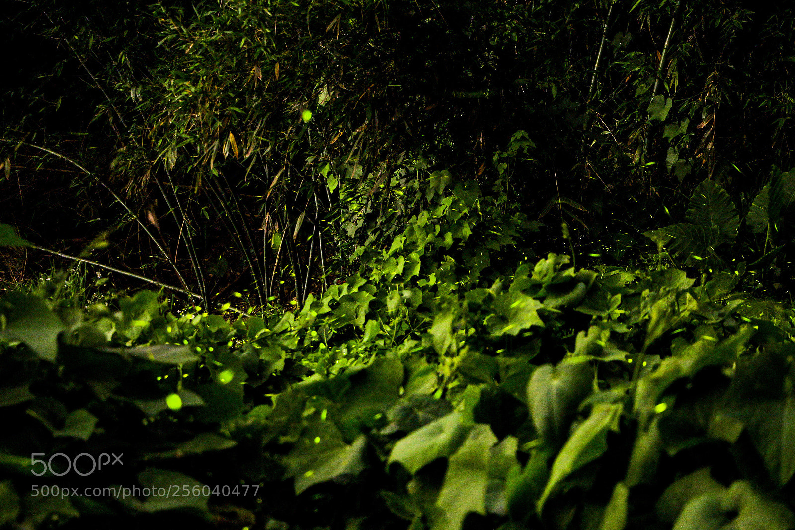 Canon EOS 70D sample photo. Firefly photography