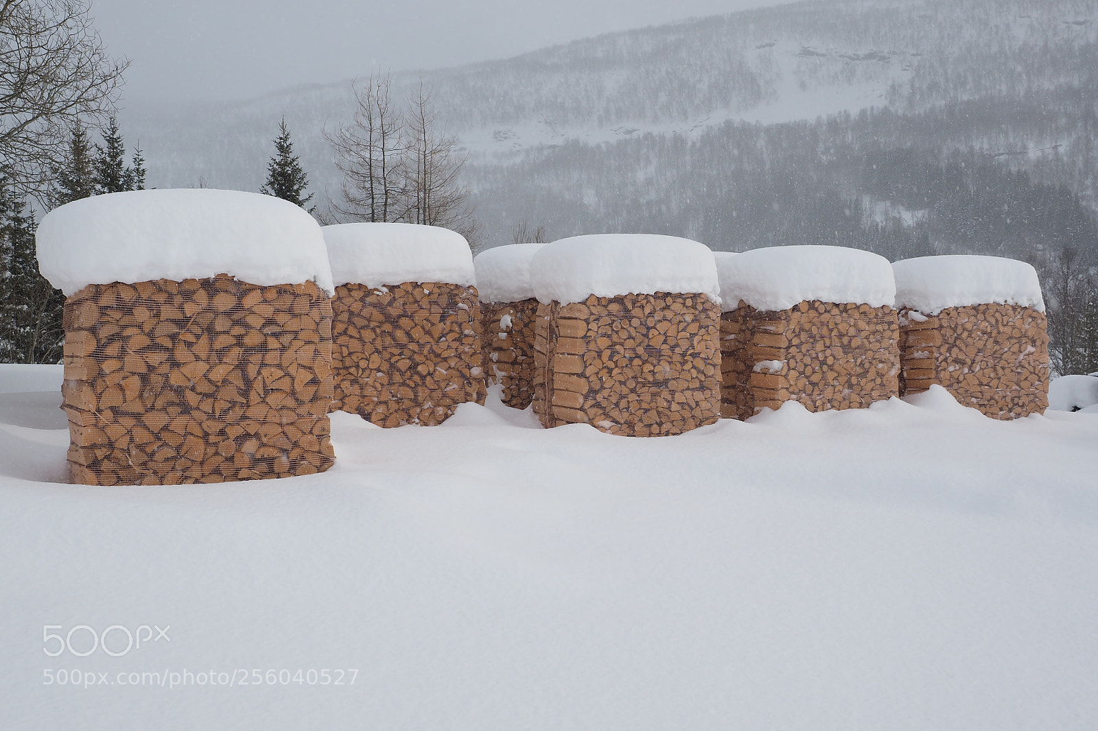 Olympus OM-D E-M1 sample photo. Winter-wood photography