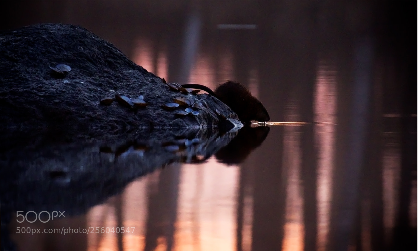Pentax K-3 II sample photo. Muskrat and clams photography