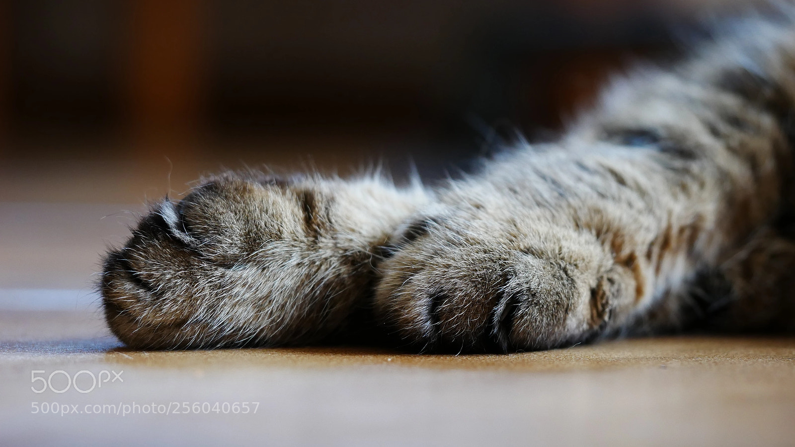 Panasonic Lumix DMC-GX85 (Lumix DMC-GX80 / Lumix DMC-GX7 Mark II) sample photo. Tiptoe of a hairy photography