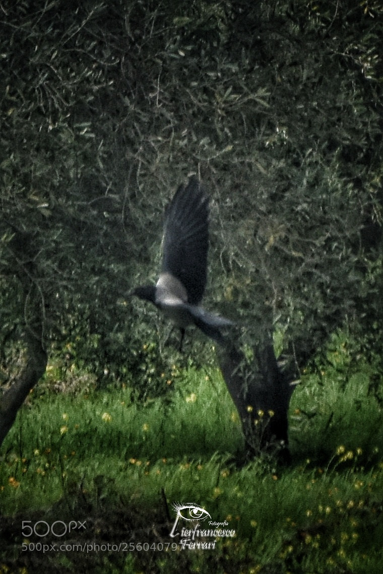 Nikon D7200 sample photo. Uno dei motivi per photography