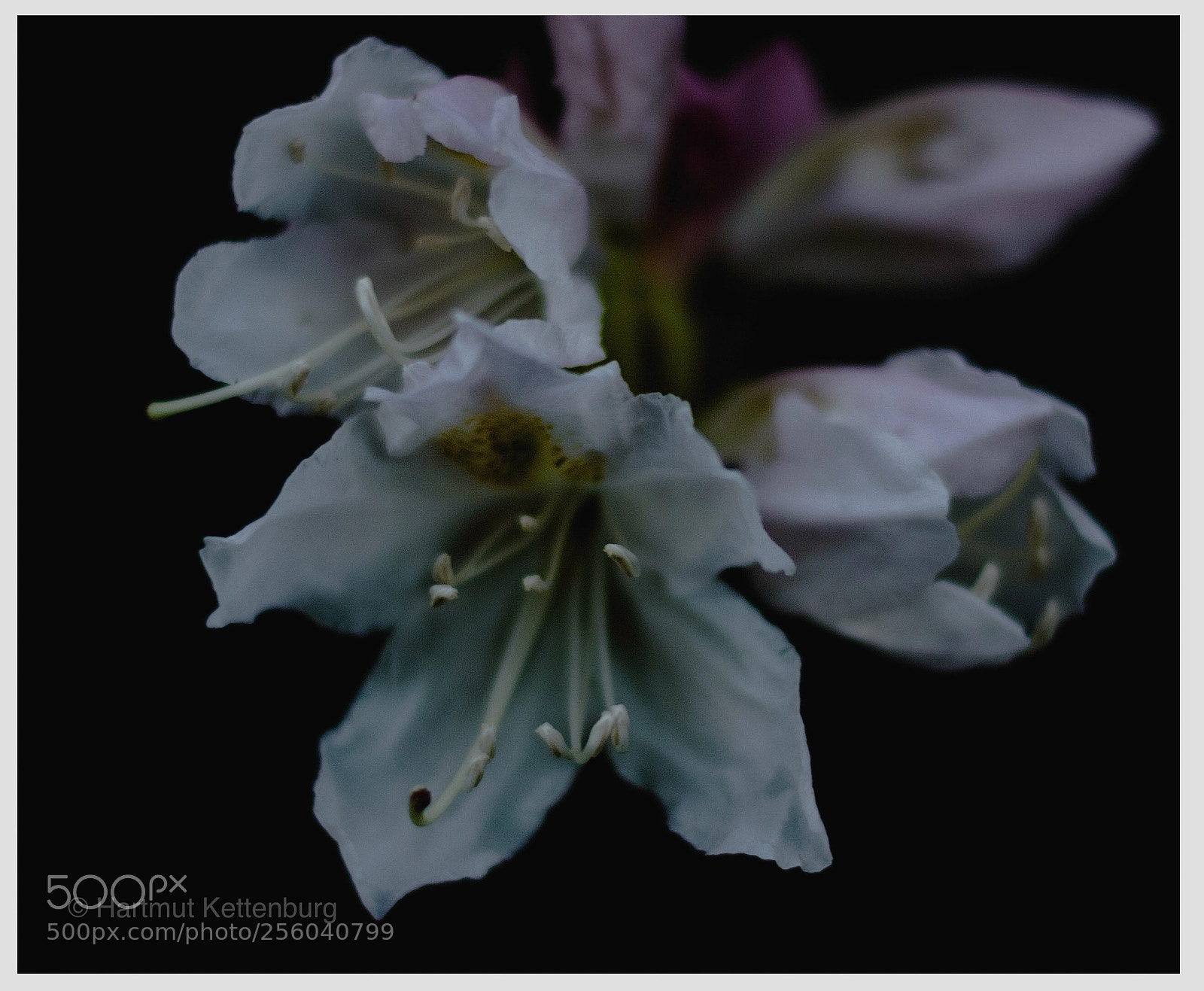 Nikon D800E sample photo. Untitled photography