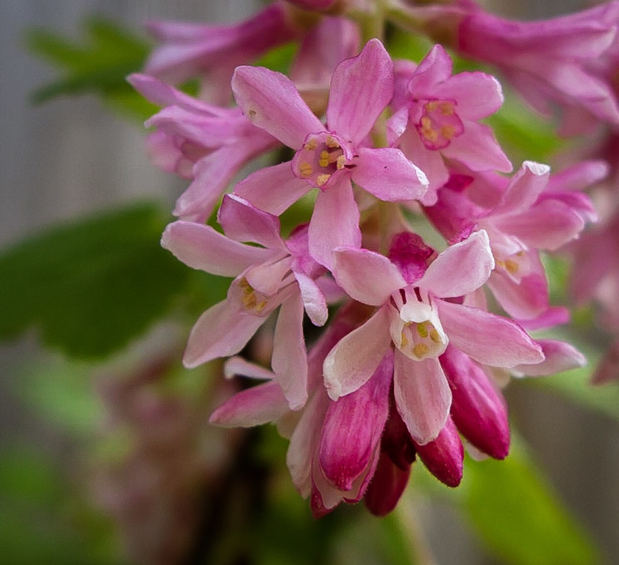 Canon PowerShot G1 X Mark II sample photo. Alive photography