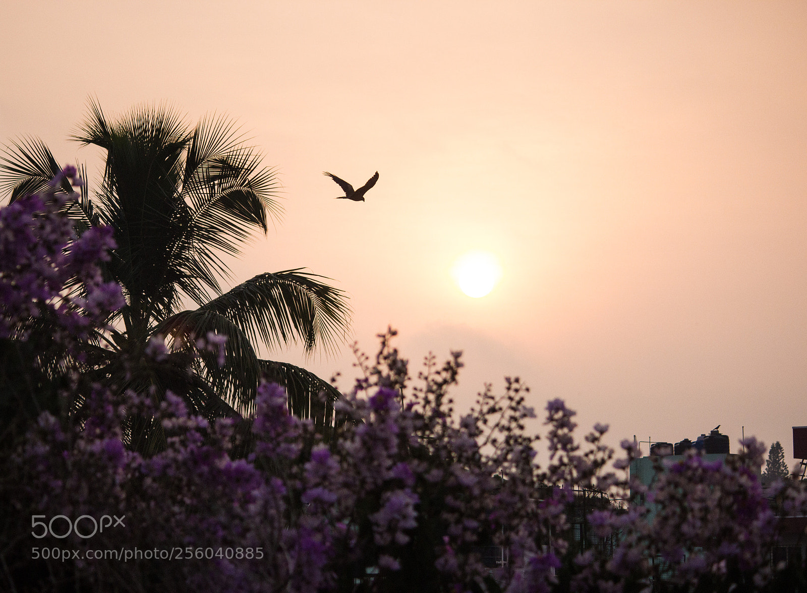 Canon EOS 600D (Rebel EOS T3i / EOS Kiss X5) sample photo. Natures beauty photography