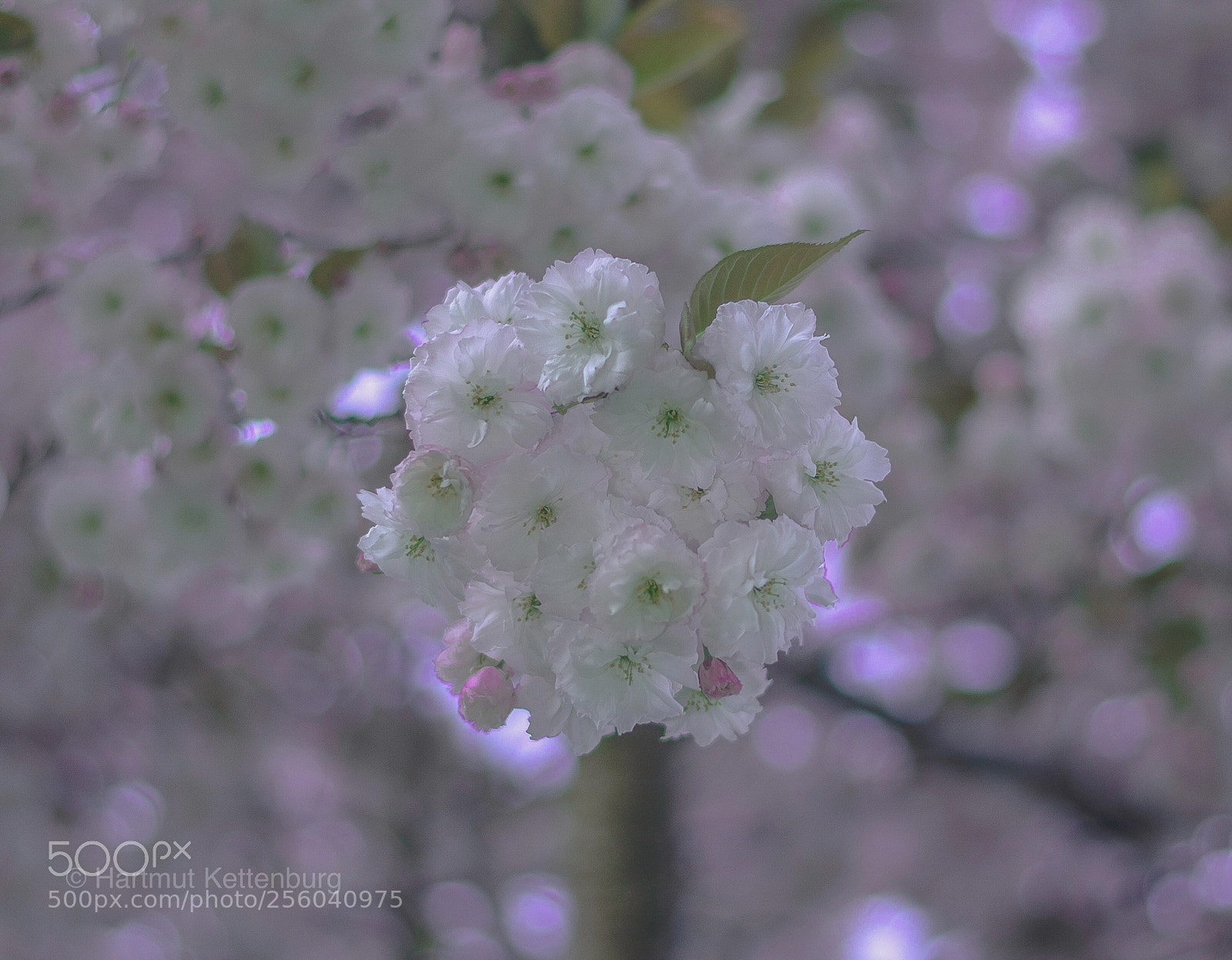 Nikon D800E sample photo. Kirschblüten  photography