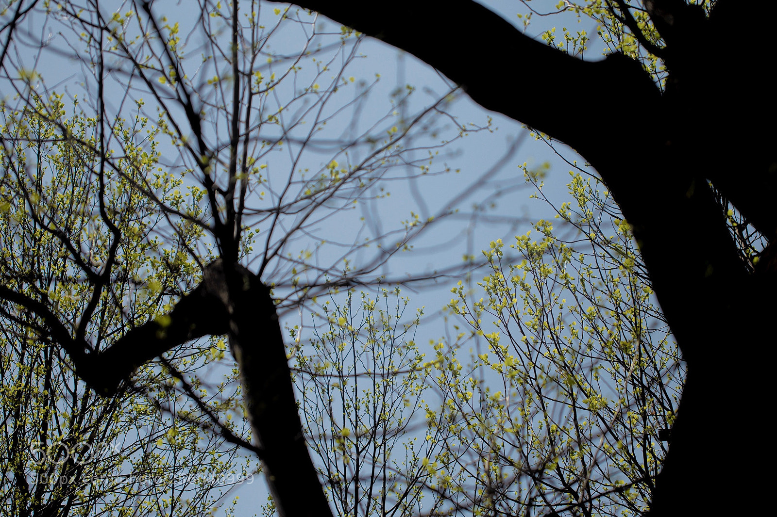 Canon EOS 6D sample photo. Spring tree photography