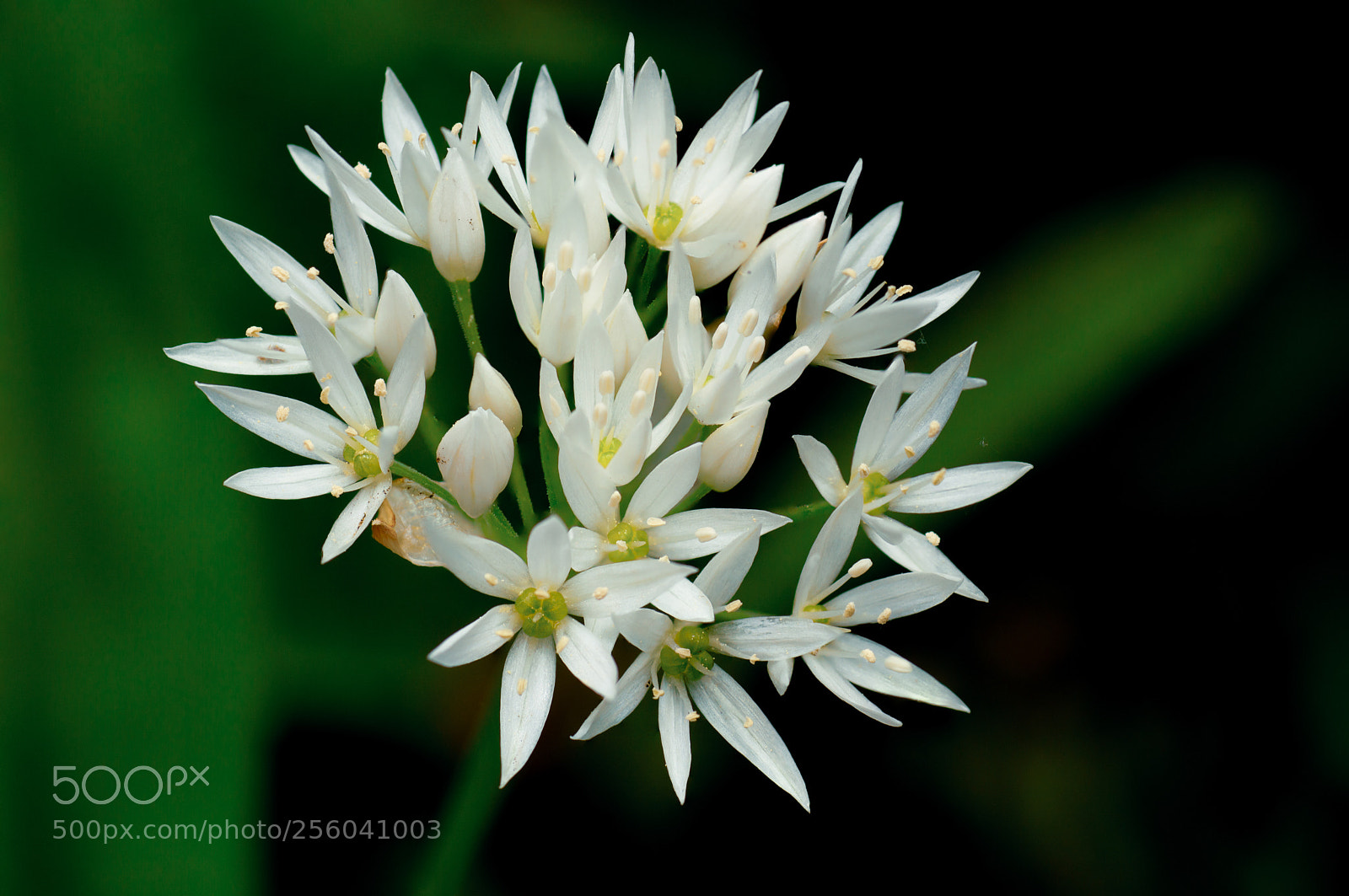 Nikon D3200 sample photo. Blooming ramson photography