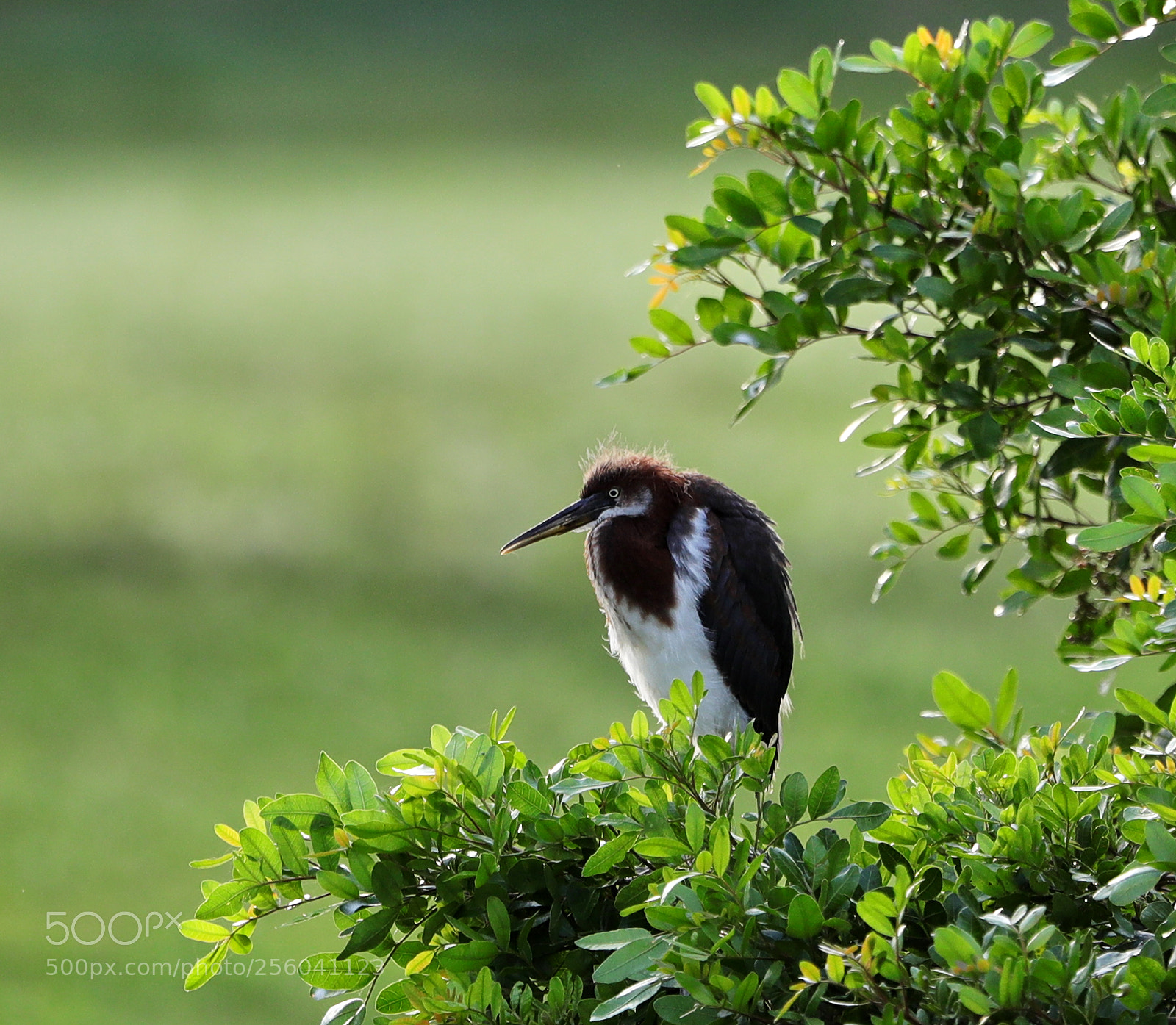Canon EOS-1D X Mark II sample photo. 05-01-18-0015649.jpg photography