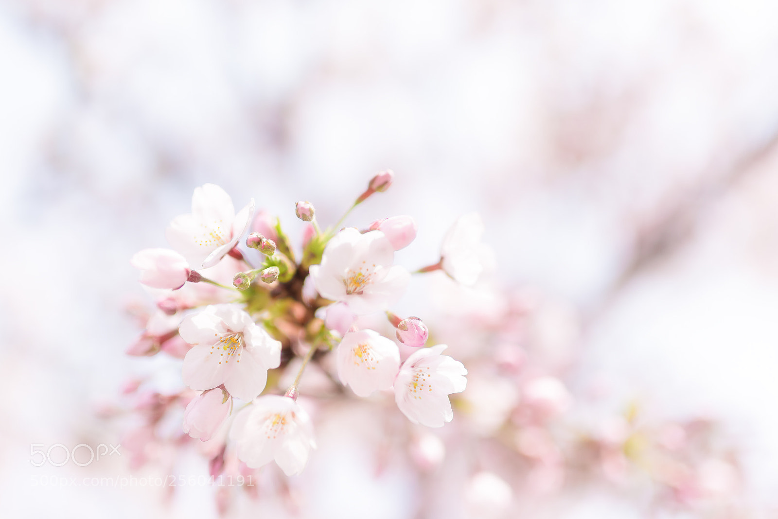 Nikon D750 sample photo. Coming of spring photography