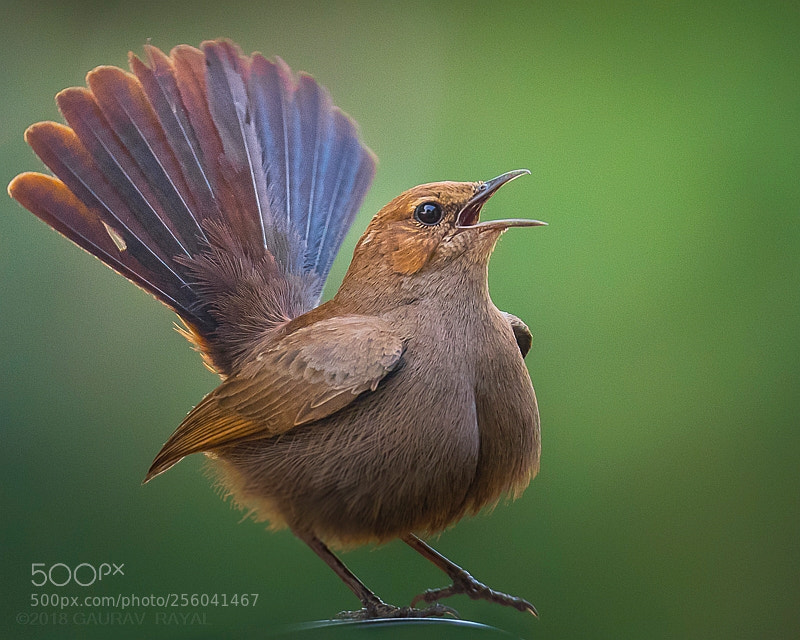Nikon D5 sample photo. Indian robin photography