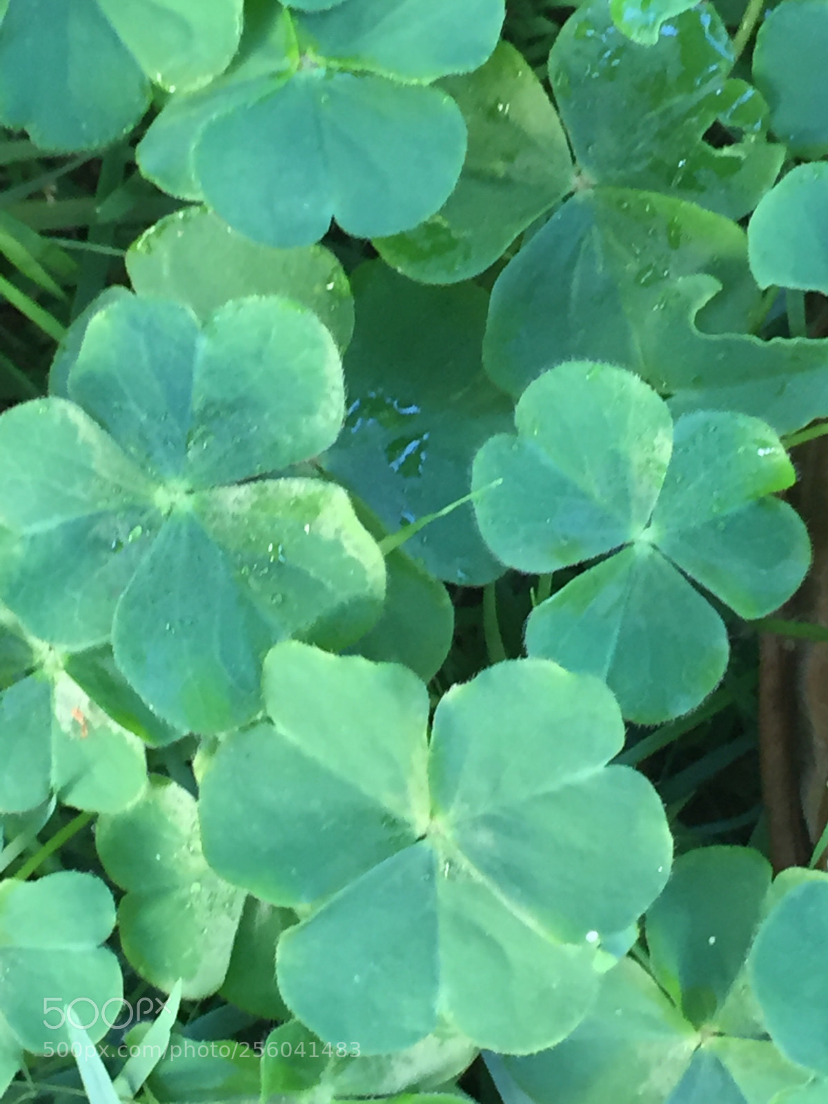 Apple iPhone 6 sample photo. Trevo folhagem  photography