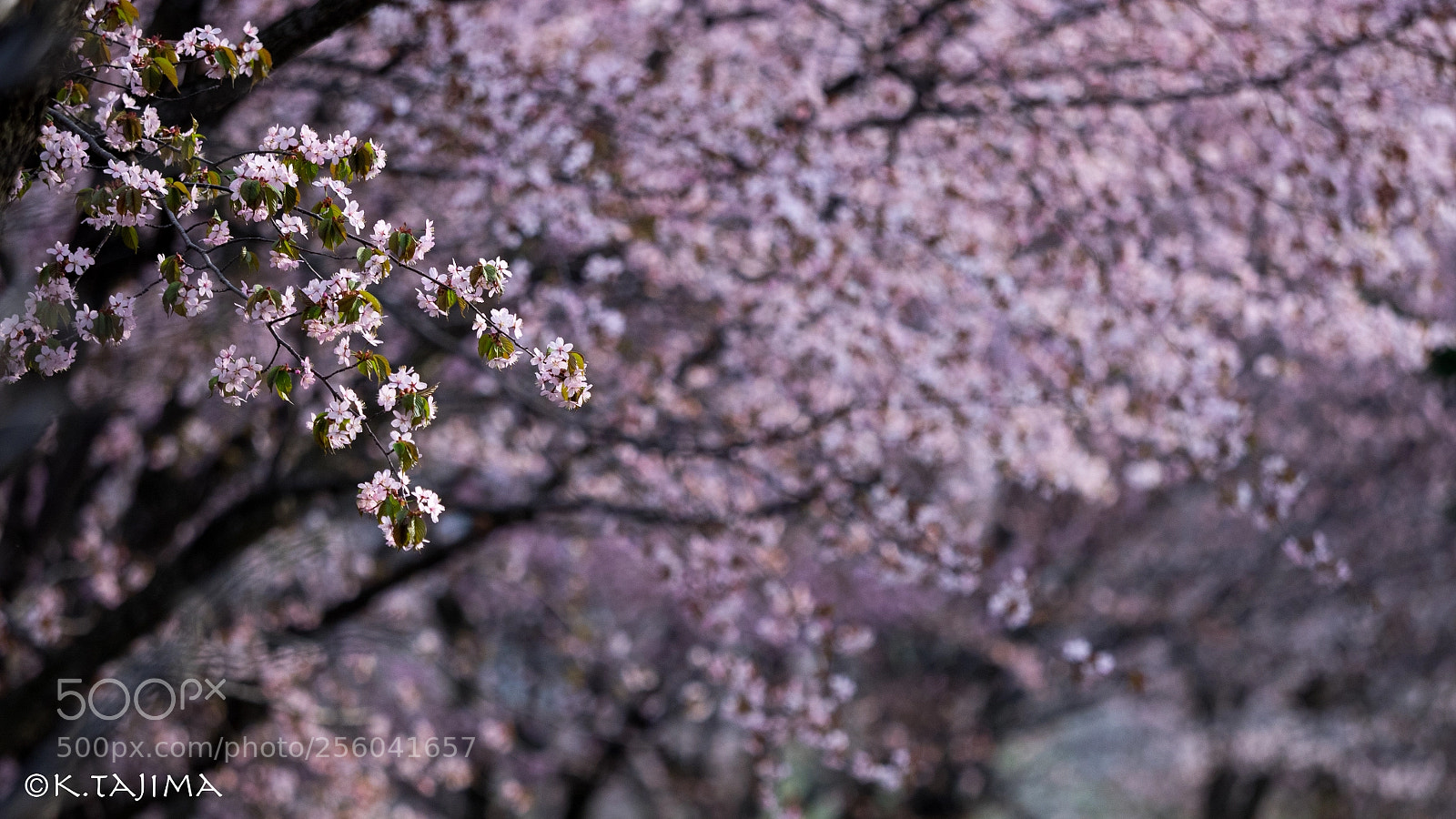Olympus OM-D E-M1 sample photo. Sakura road photography