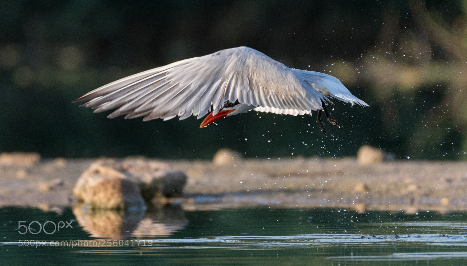 Nikon D850 sample photo. Is it a bird? photography