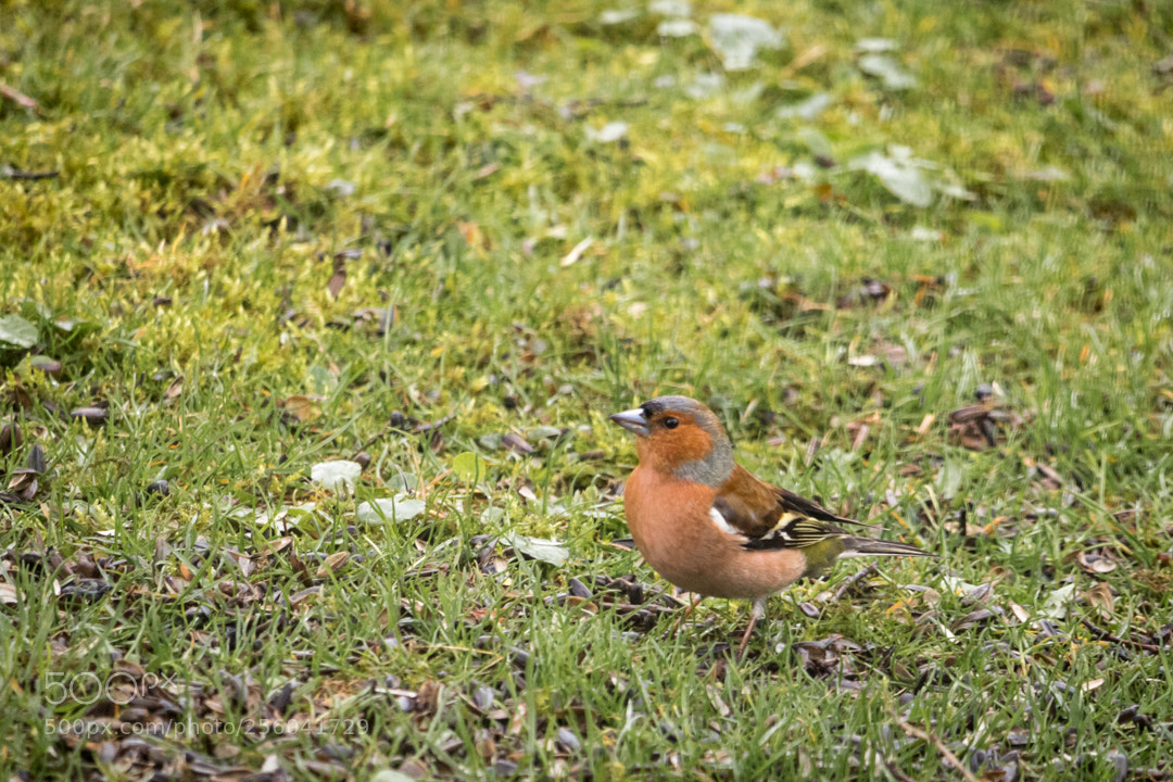 Canon EOS 750D (EOS Rebel T6i / EOS Kiss X8i) sample photo. Buchfink beim fr hst photography