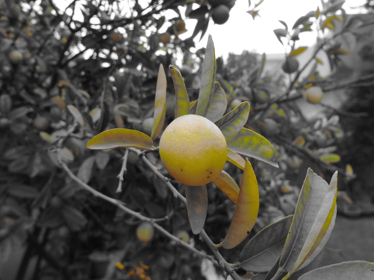 Sony Cyber-shot DSC-W800 sample photo. November 2017 011 photography