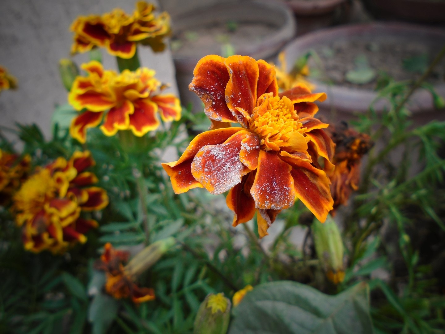 Sony Cyber-shot DSC-W800 sample photo. November 2017 010 photography