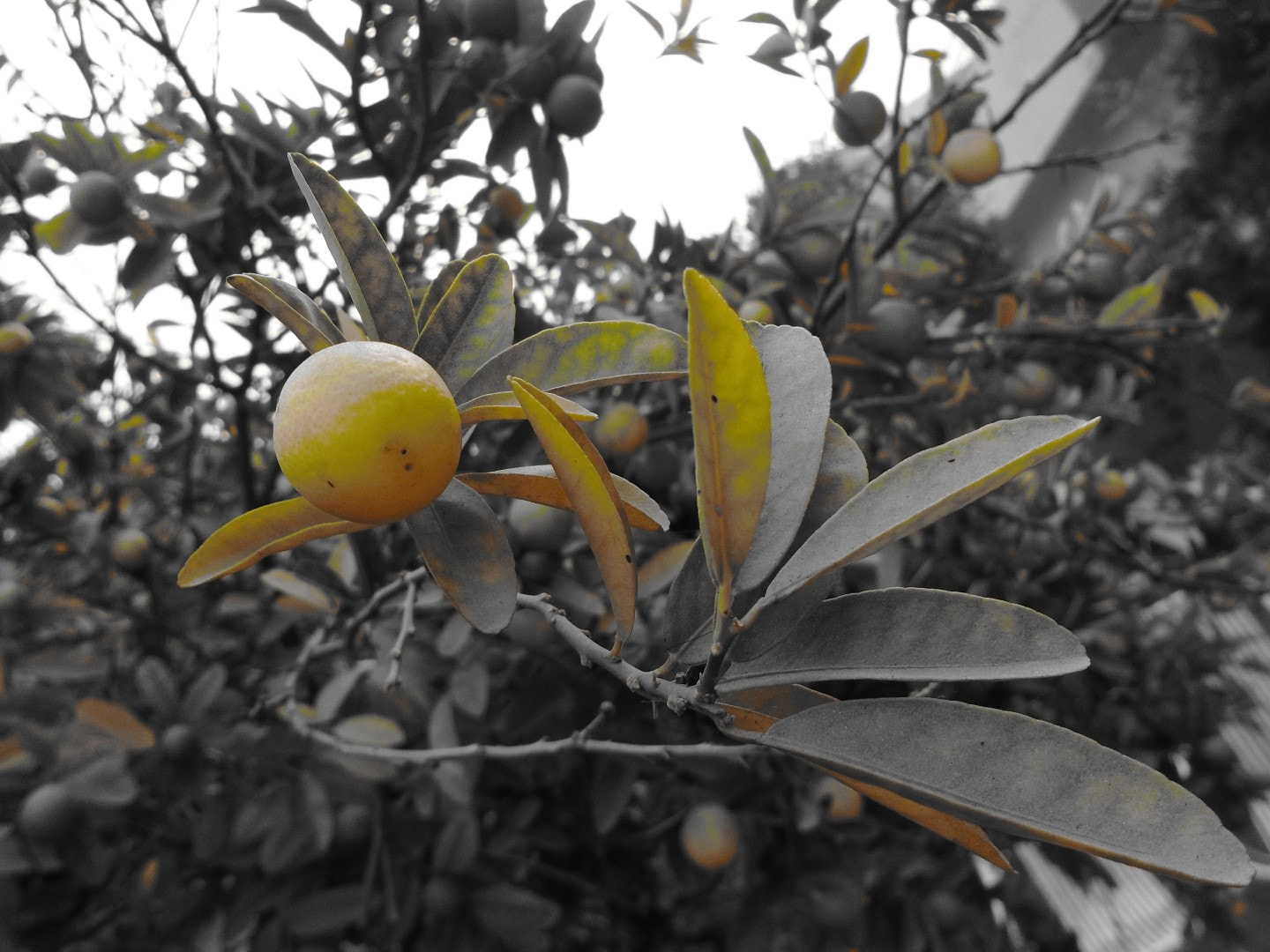 Sony Cyber-shot DSC-W800 sample photo. November 2017 012 photography