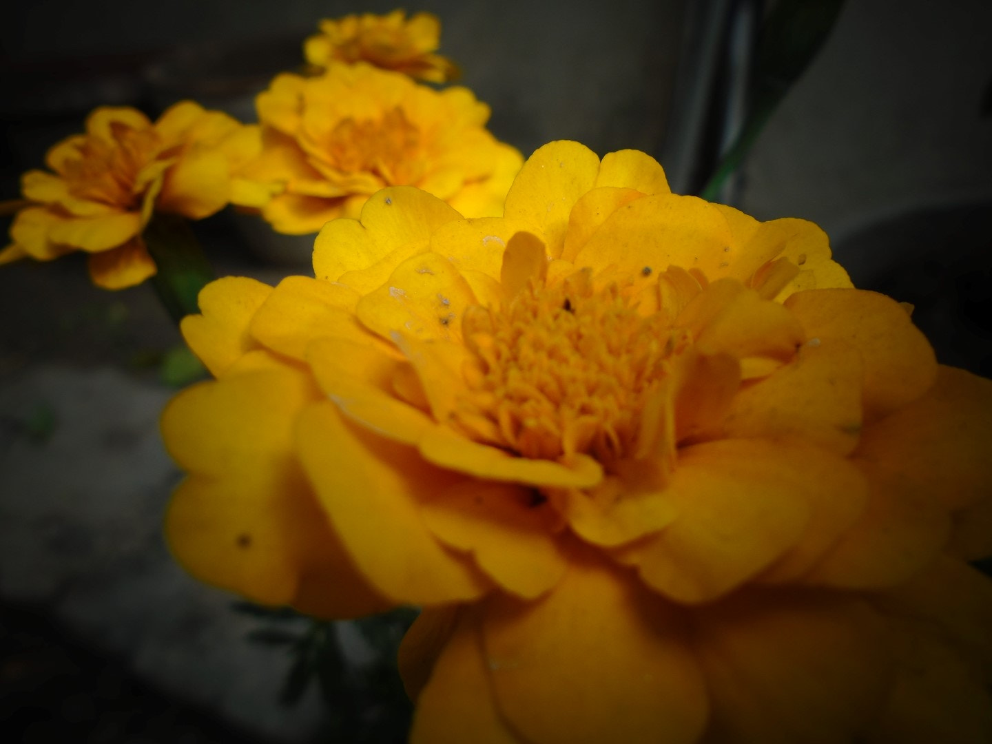 Sony Cyber-shot DSC-W800 sample photo. November 2017 022 photography