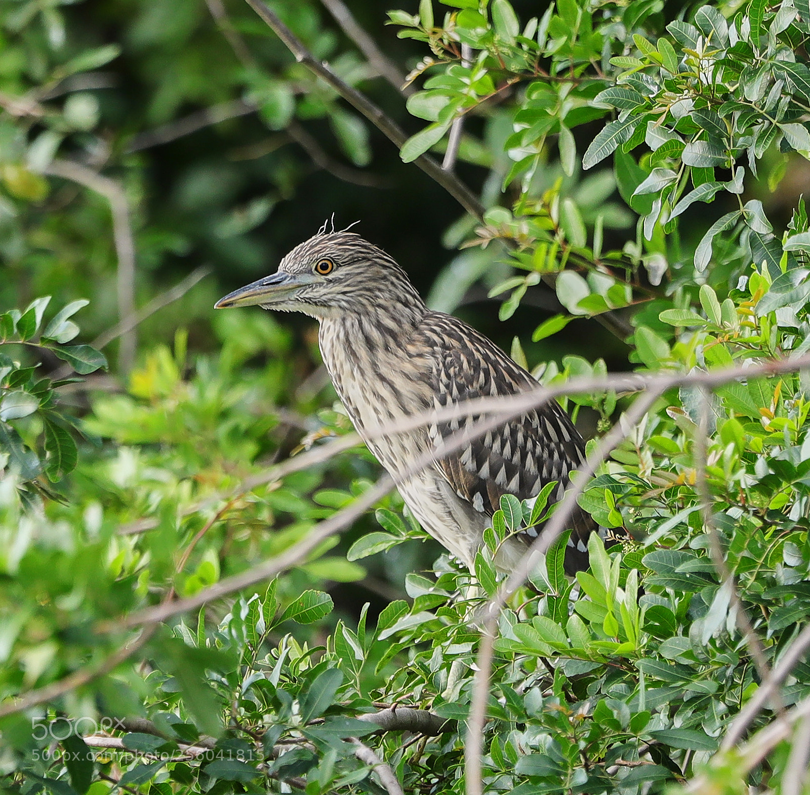 Canon EOS-1D X Mark II sample photo. 05-01-18-0015609.jpg photography