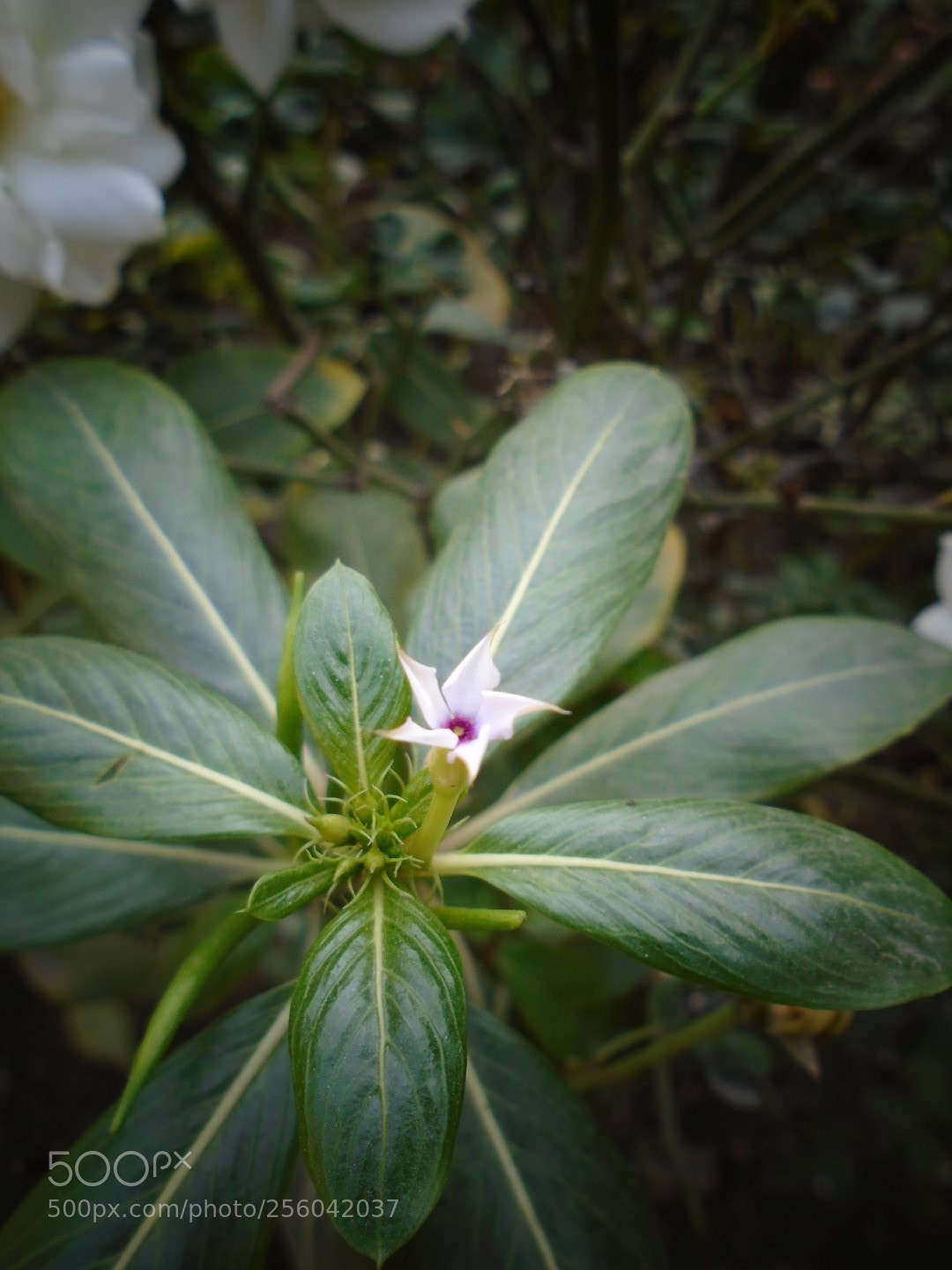 Sony Cyber-shot DSC-W800 sample photo. November 2017 119 photography