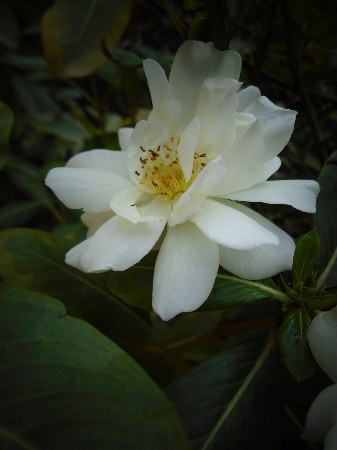Sony Cyber-shot DSC-W800 sample photo. November 2017 120 photography