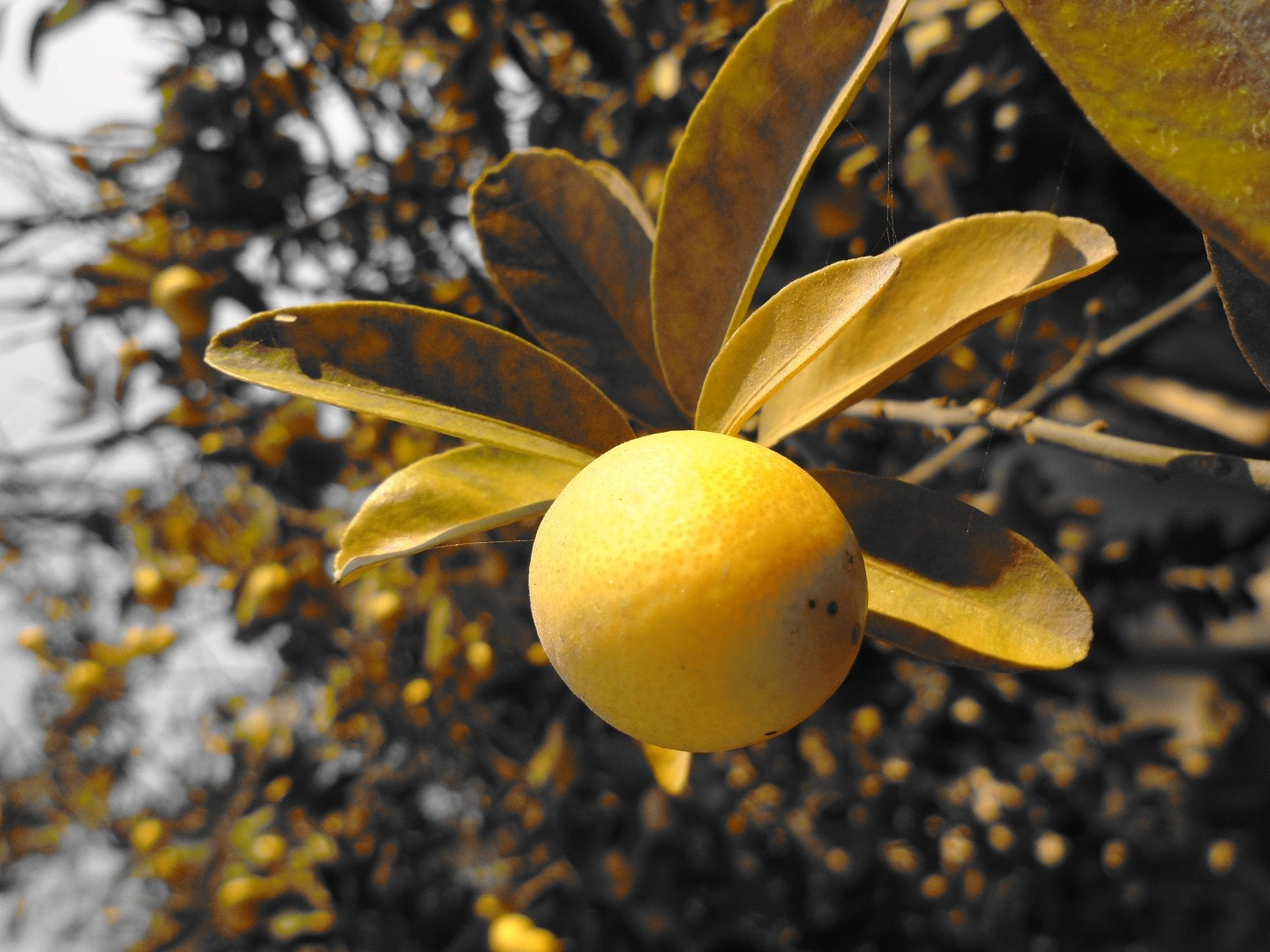 Sony Cyber-shot DSC-W800 sample photo. November 2017 124 photography