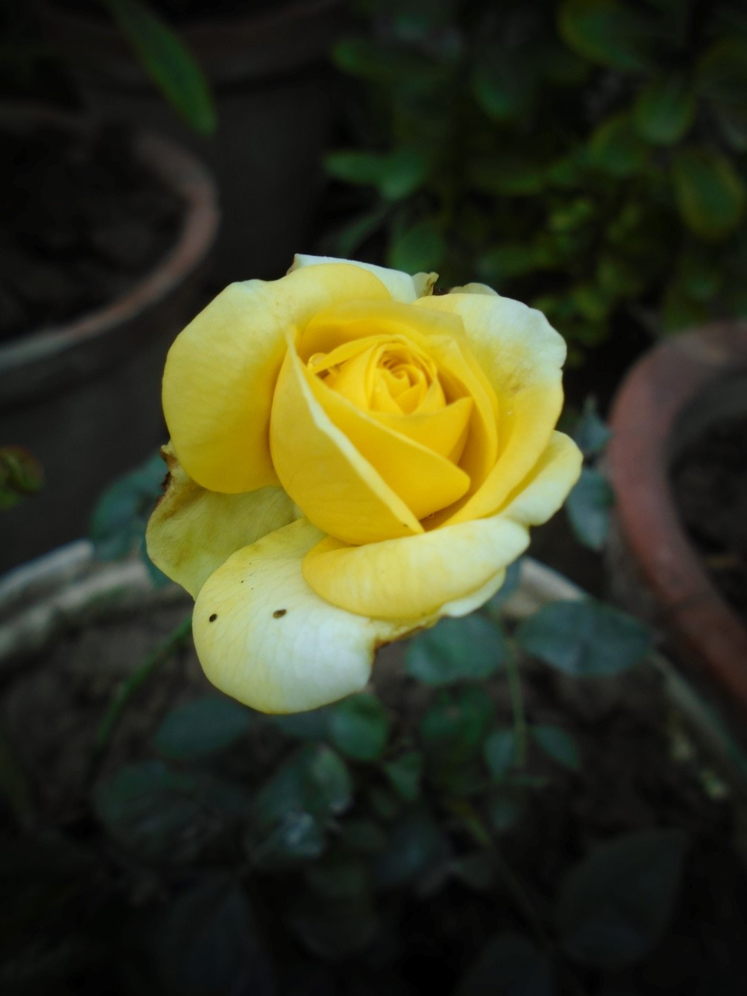 Sony Cyber-shot DSC-W800 sample photo. November 2017 131 photography