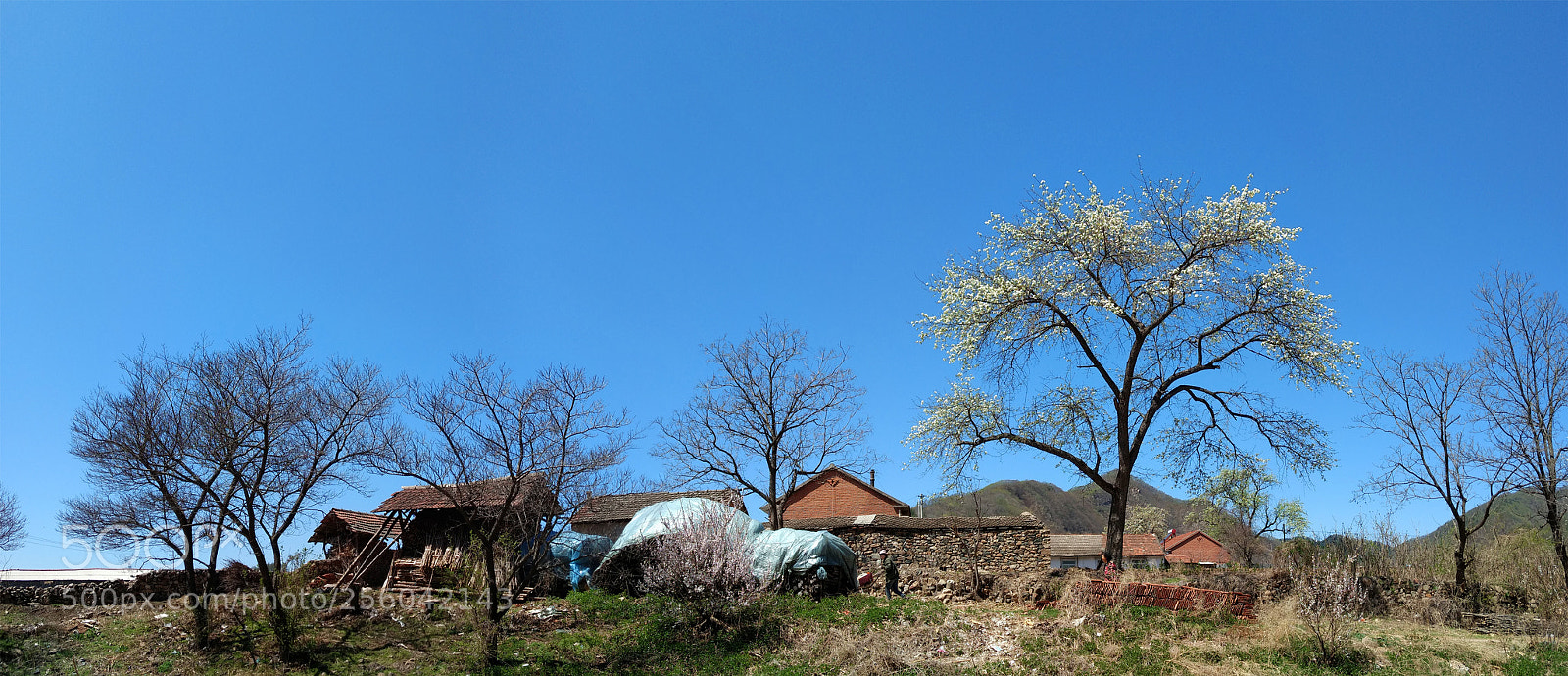 Motorola Moto G (4) sample photo. Pear tree photography
