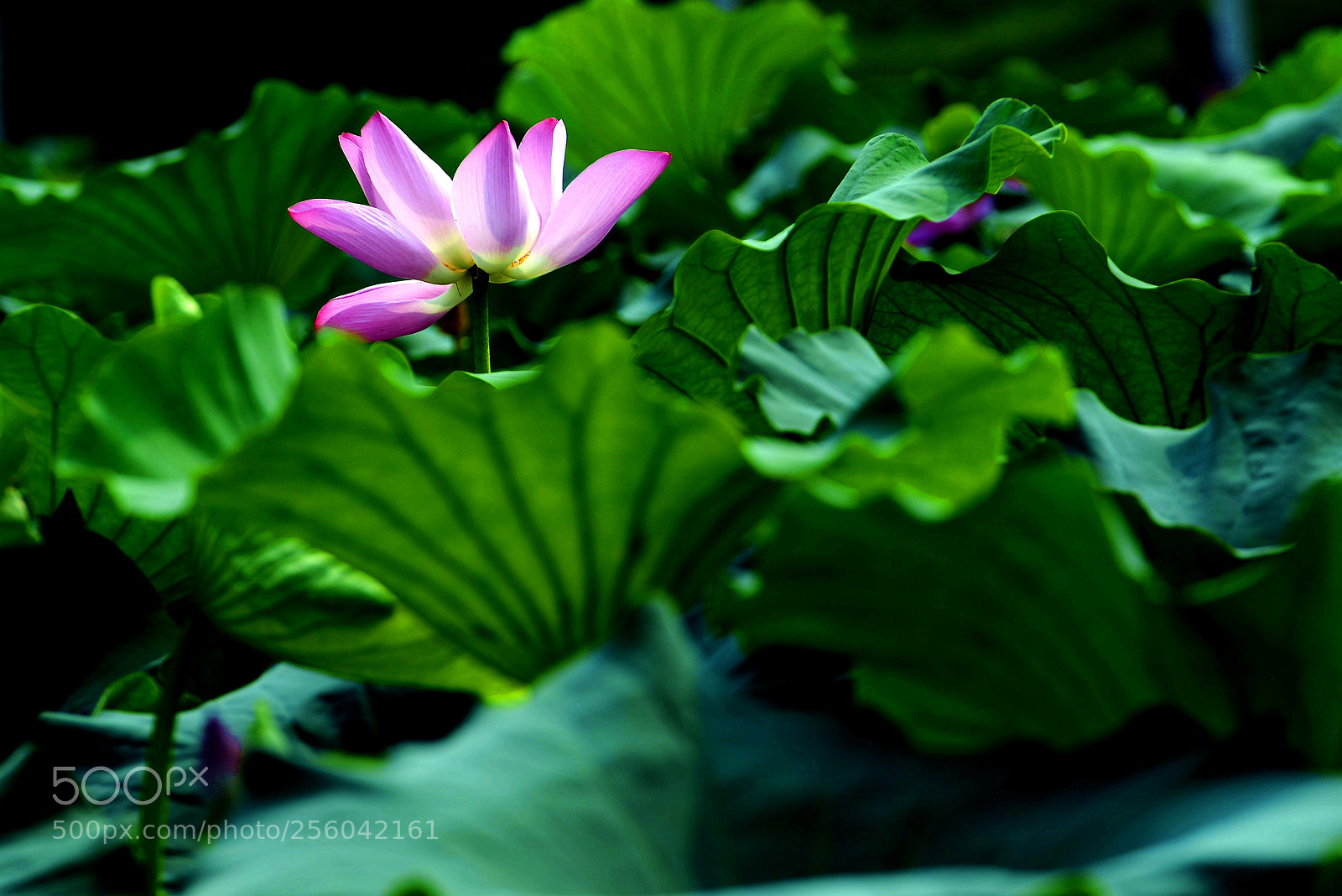Nikon D800 sample photo. Untitled photography