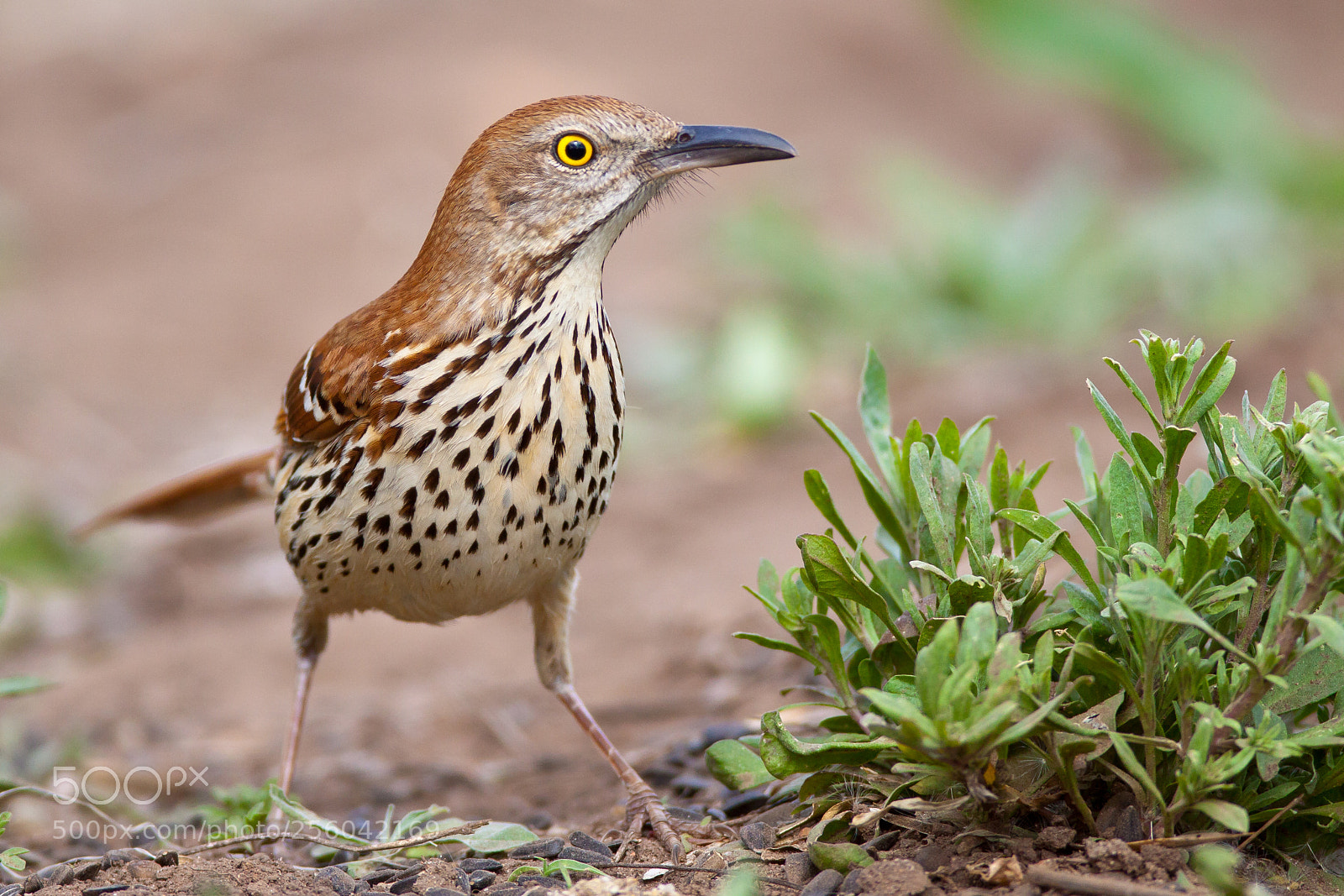 Canon EOS 50D sample photo. Brown thrasher photography