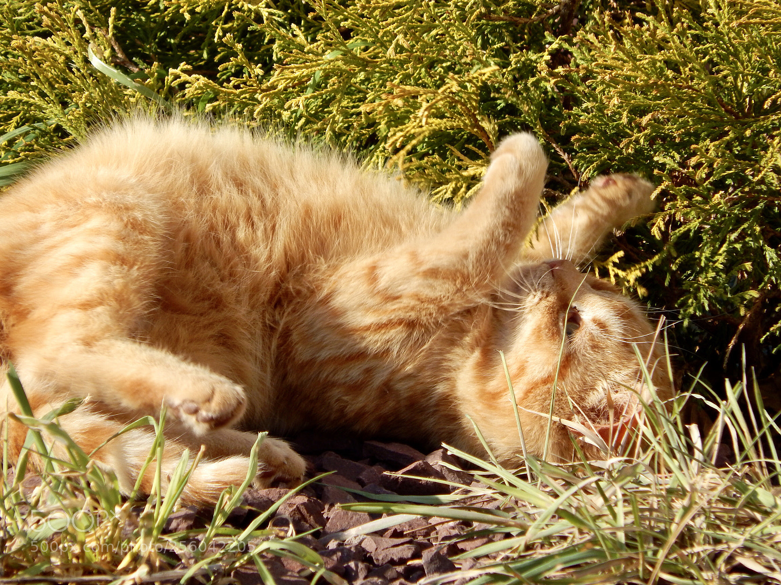Nikon Coolpix L820 sample photo. Playful kitty photography