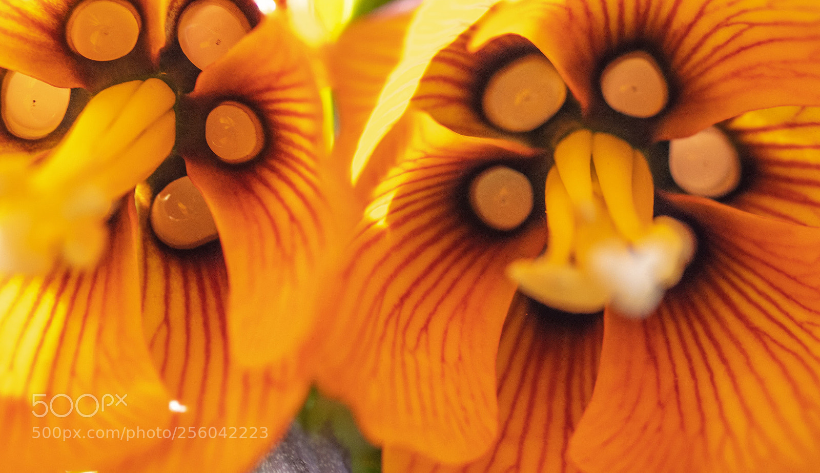 Canon EOS 77D (EOS 9000D / EOS 770D) sample photo. Aliens!! photography