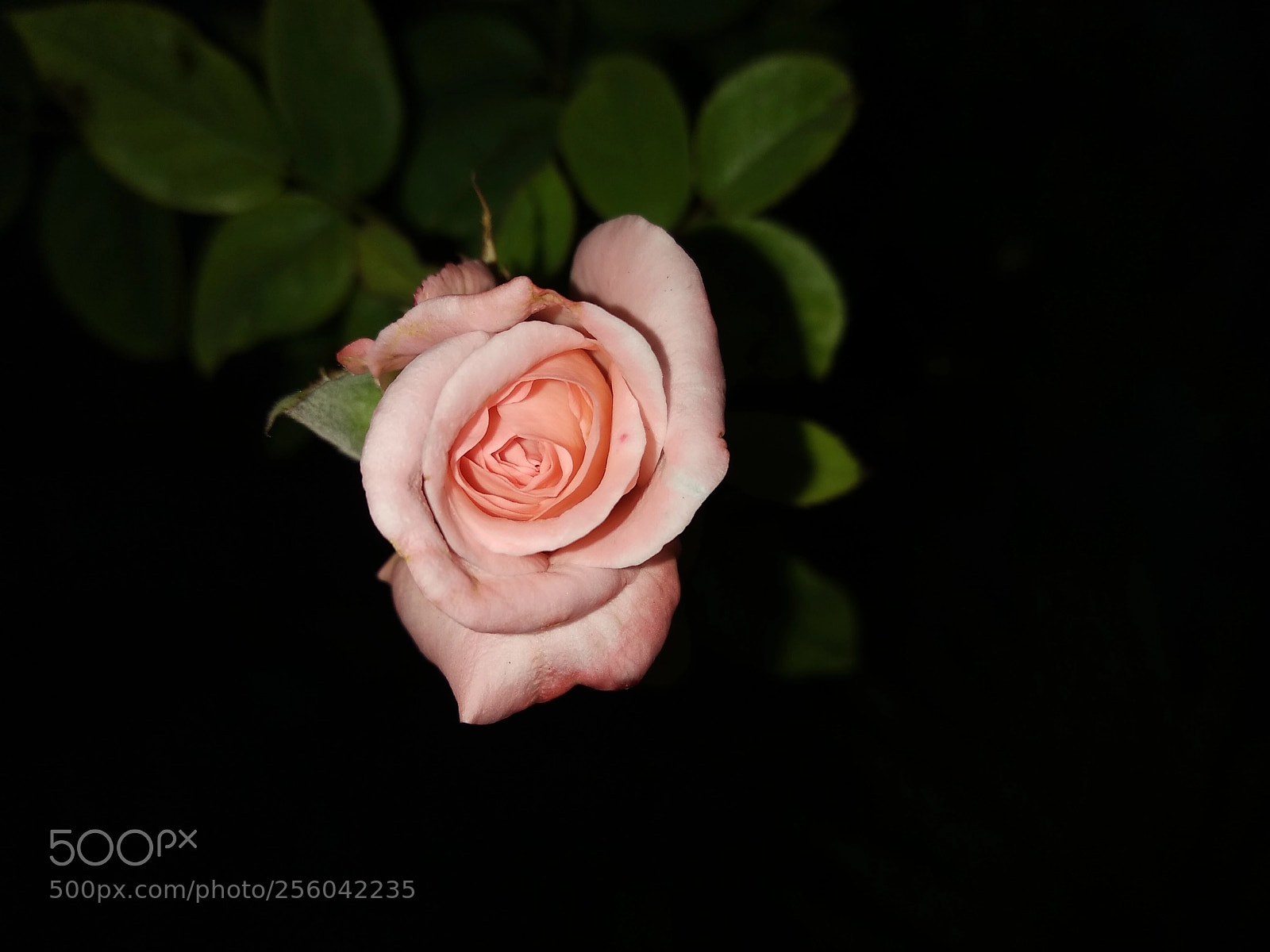 Xiaomi Redmi Note 5 sample photo. Untitled photography