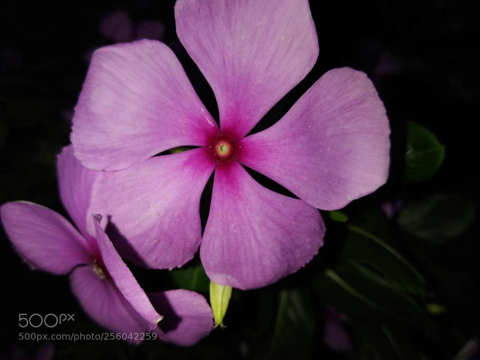 Xiaomi Redmi Note 5 sample photo. Untitled photography