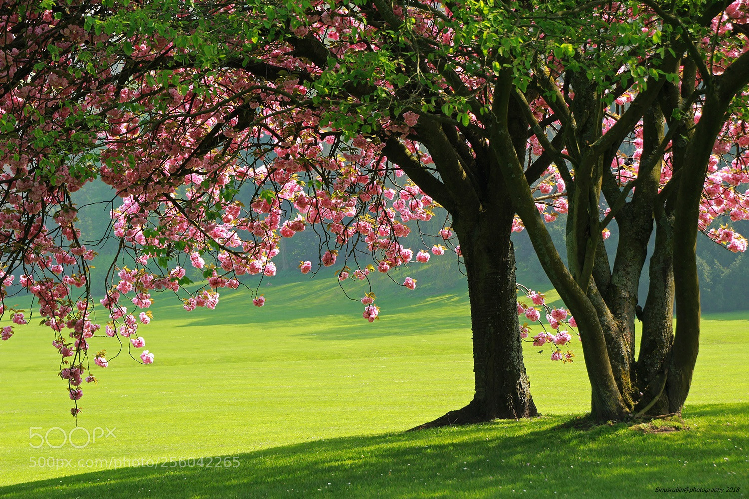 Canon EOS 60D sample photo. Spring photography