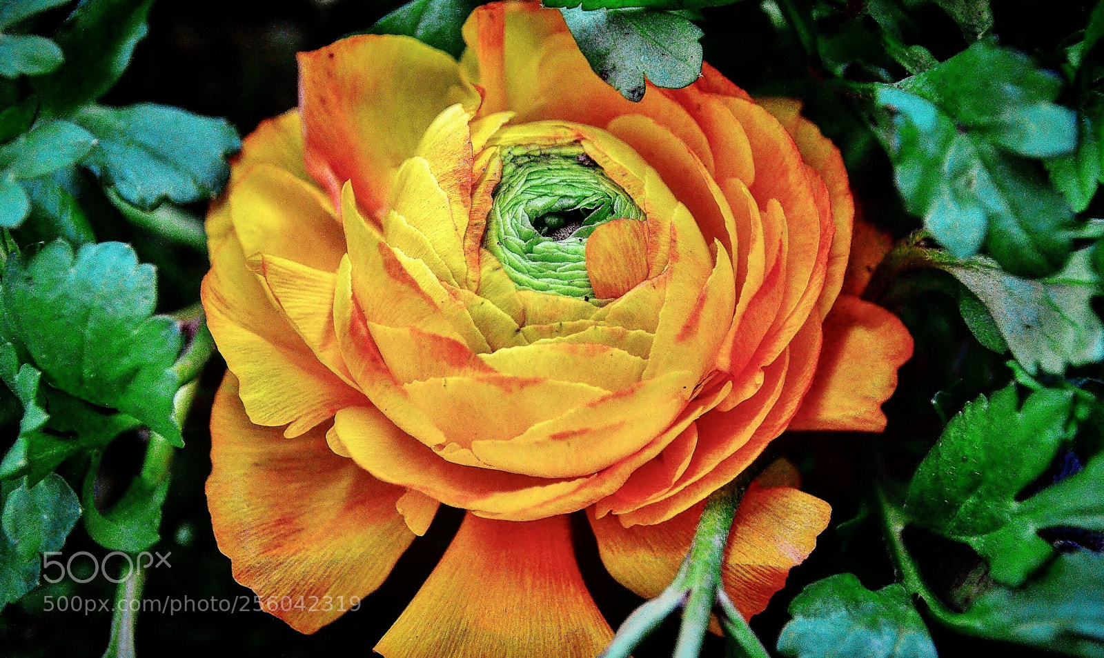 Nikon D7000 sample photo. Interesting rose photography