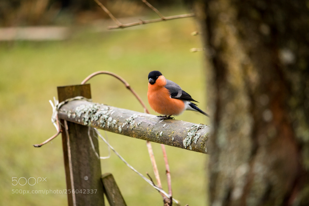 Canon EOS 750D (EOS Rebel T6i / EOS Kiss X8i) sample photo. Buchfink im garten photography