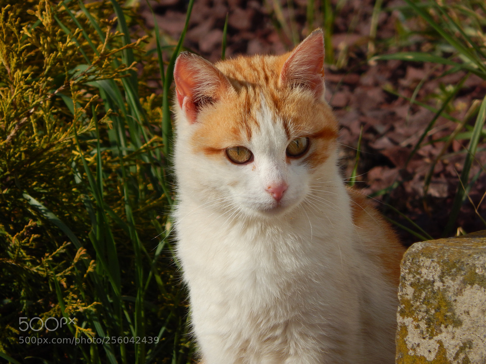 Nikon Coolpix L820 sample photo. Mama cat photography