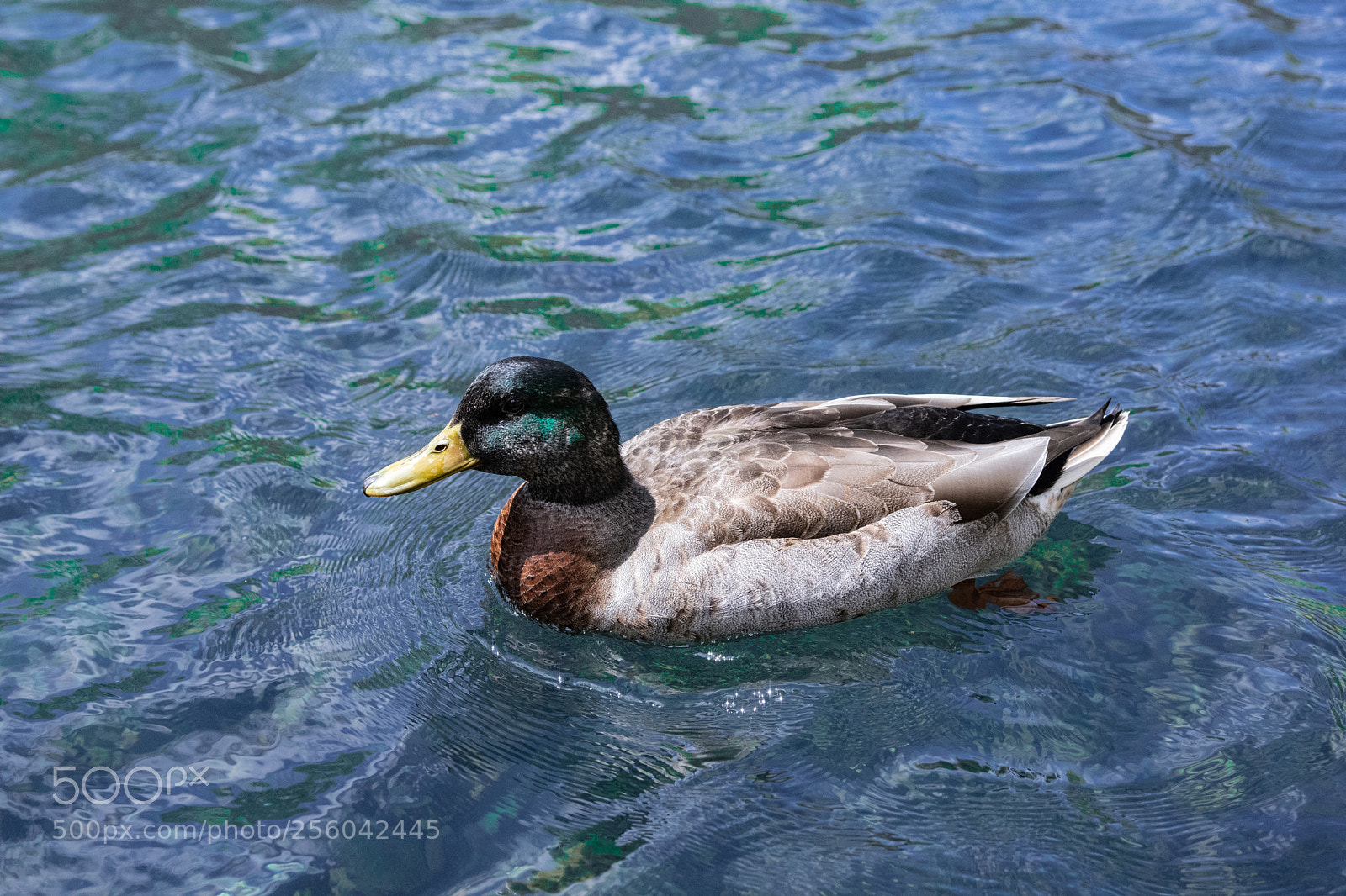 Nikon D5500 sample photo. Duck photography