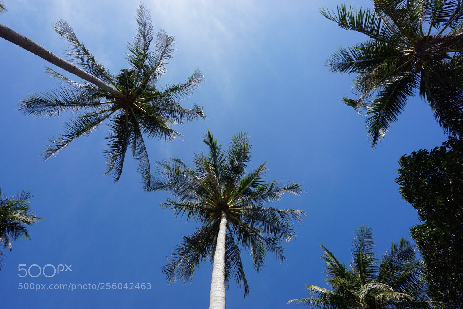 Sony a6000 sample photo. Palms photography