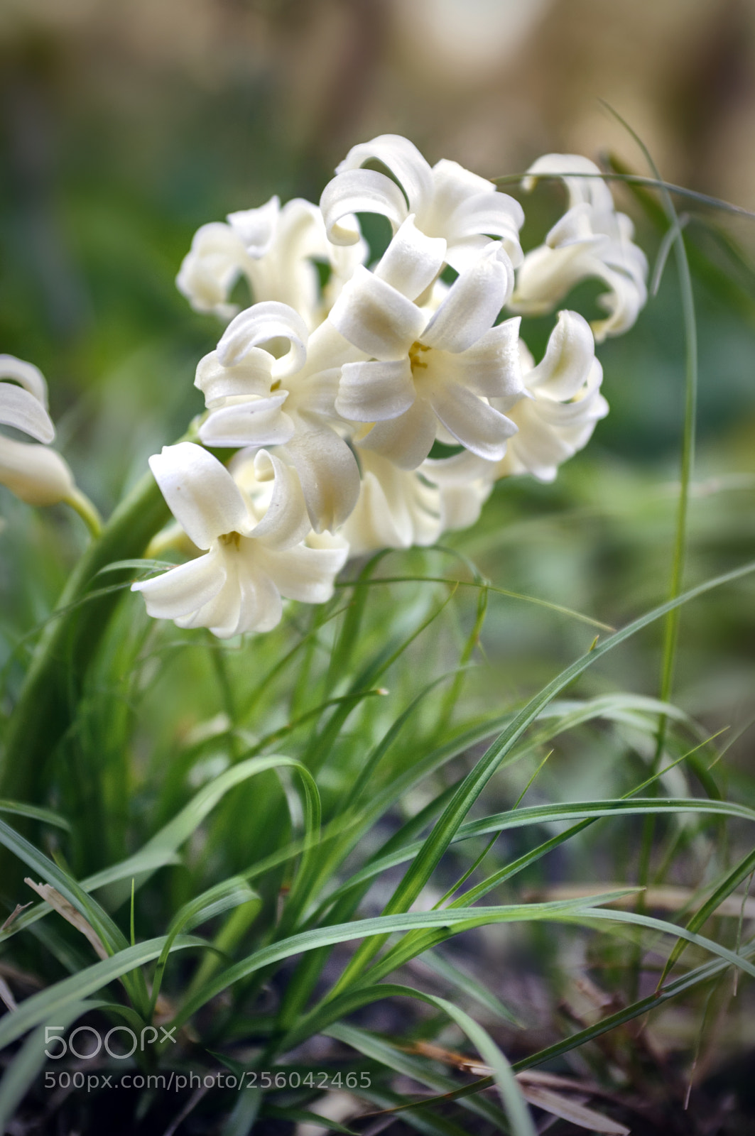 Nikon D90 sample photo. ... photography