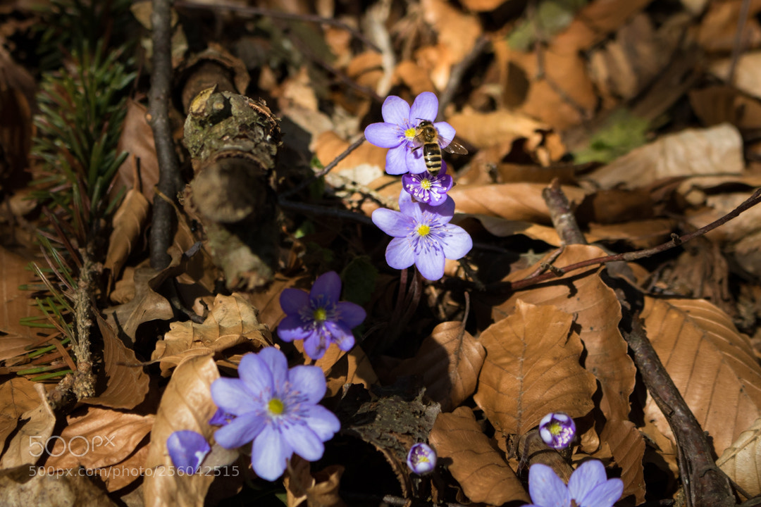 Canon EOS 750D (EOS Rebel T6i / EOS Kiss X8i) sample photo. Isoleberblümchen photography