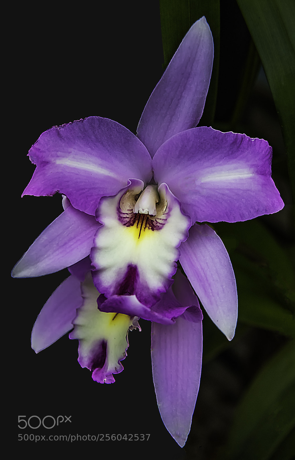 Canon EOS 5DS sample photo. Violet twins photography