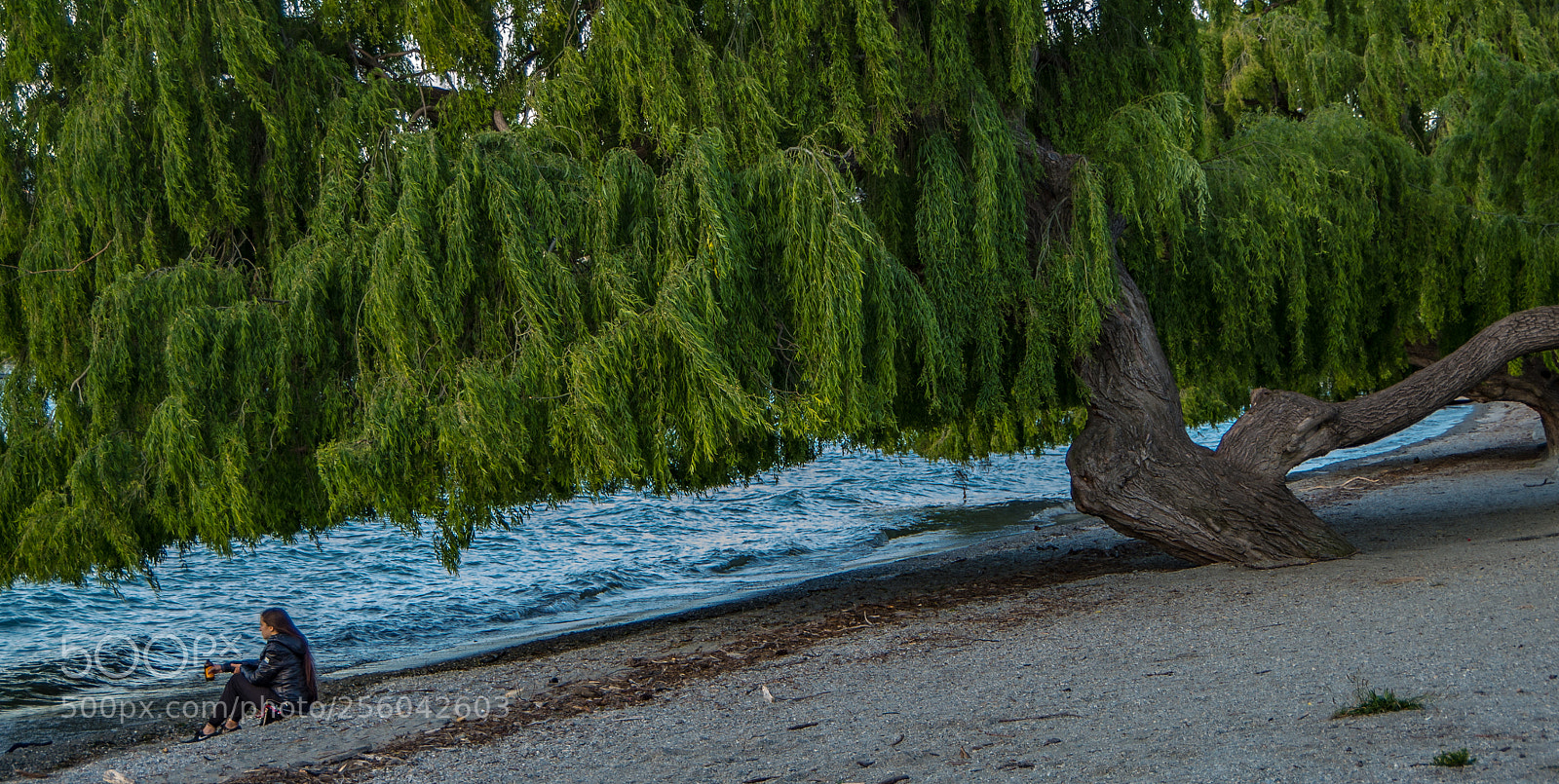 Pentax K-30 sample photo. Willow photography
